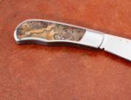 Crazy Lace Whalemouth